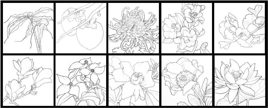 10-botanical-drawings-for-panelwebcropped