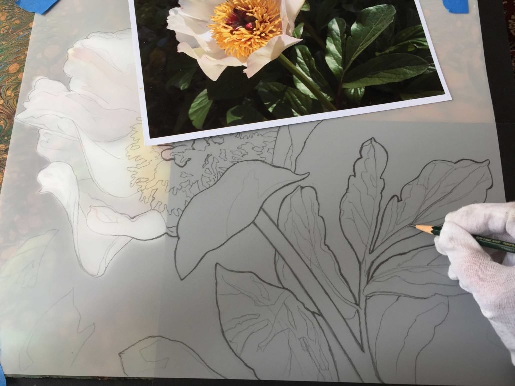 peony2-drawing-web