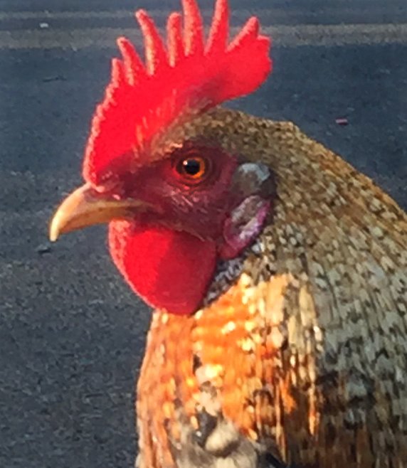 hawaii-rooster
